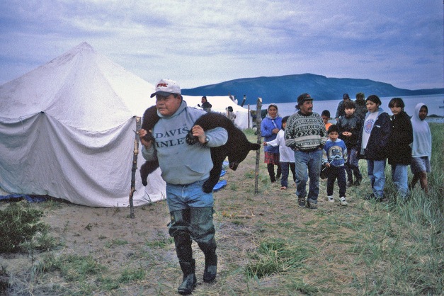 A young bear is taken by an Innu Hunter at Anaktalak Bay Labrador